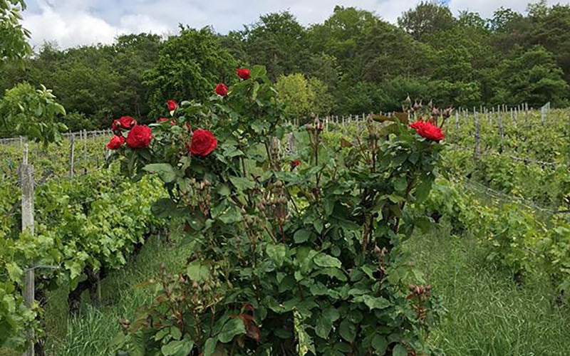 Rosen im Weinberg: Wunderschön und wirklich nützlich